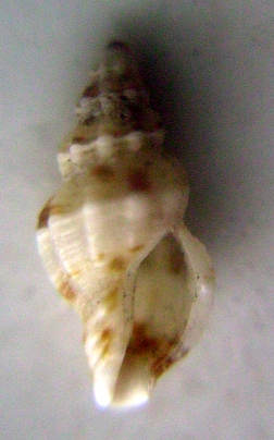 Leufroyia leufroyi