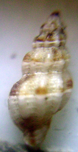 Leufroyia leufroyi