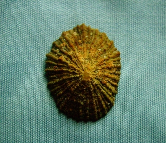 Patella ulyssoponenis