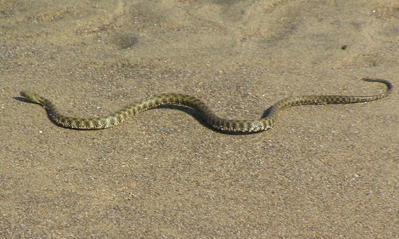 Natrix Natrix o Tessellata?