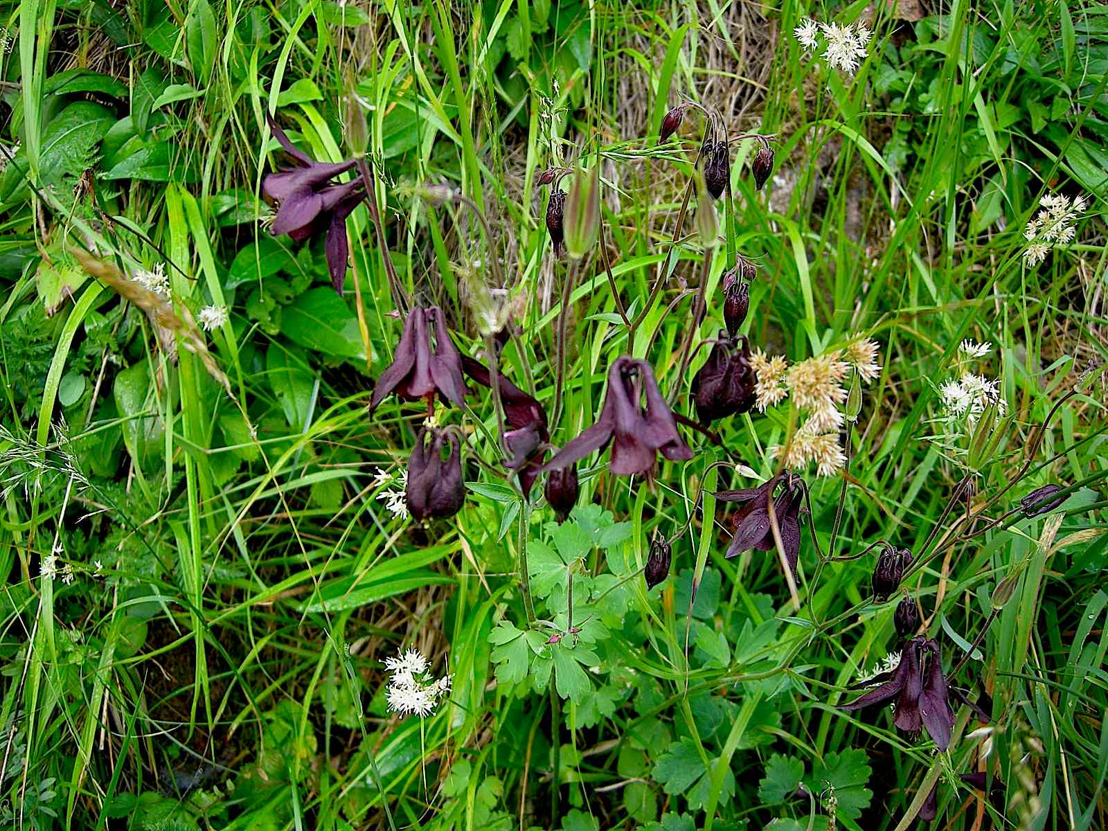 Aquilegia atrata / Aquilegia scura