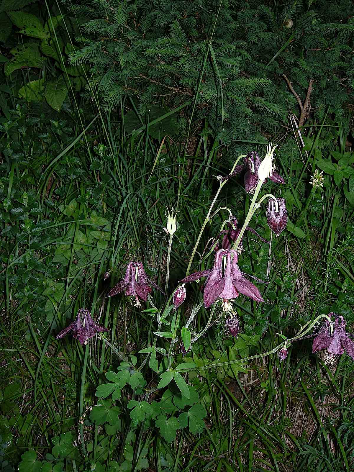 Aquilegia atrata / Aquilegia scura