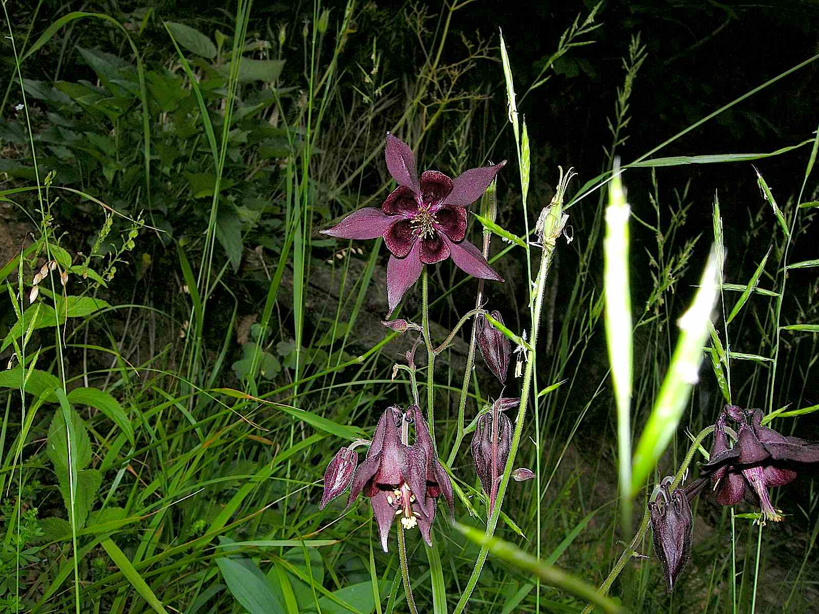 Aquilegia atrata / Aquilegia scura