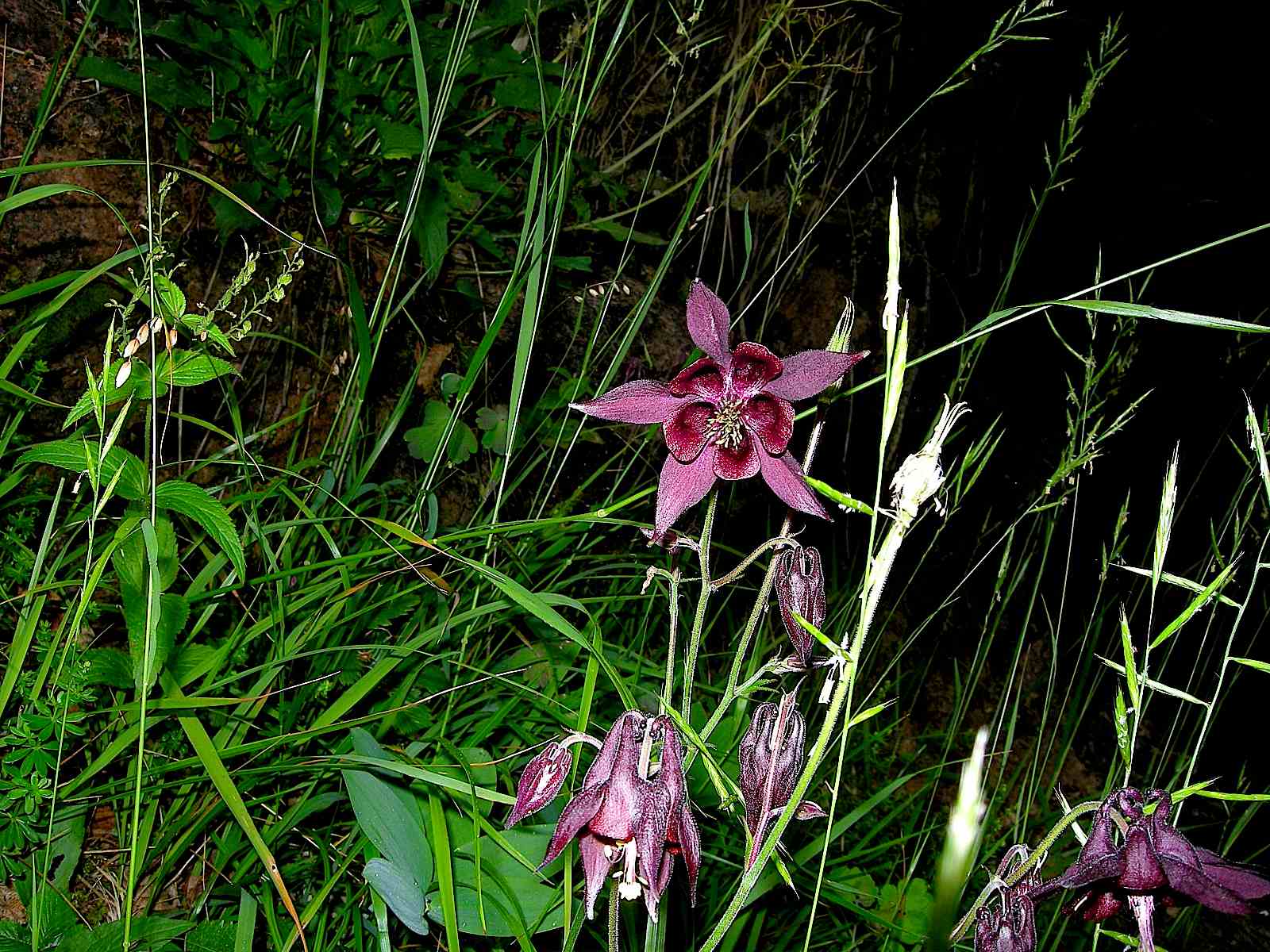 Aquilegia atrata / Aquilegia scura