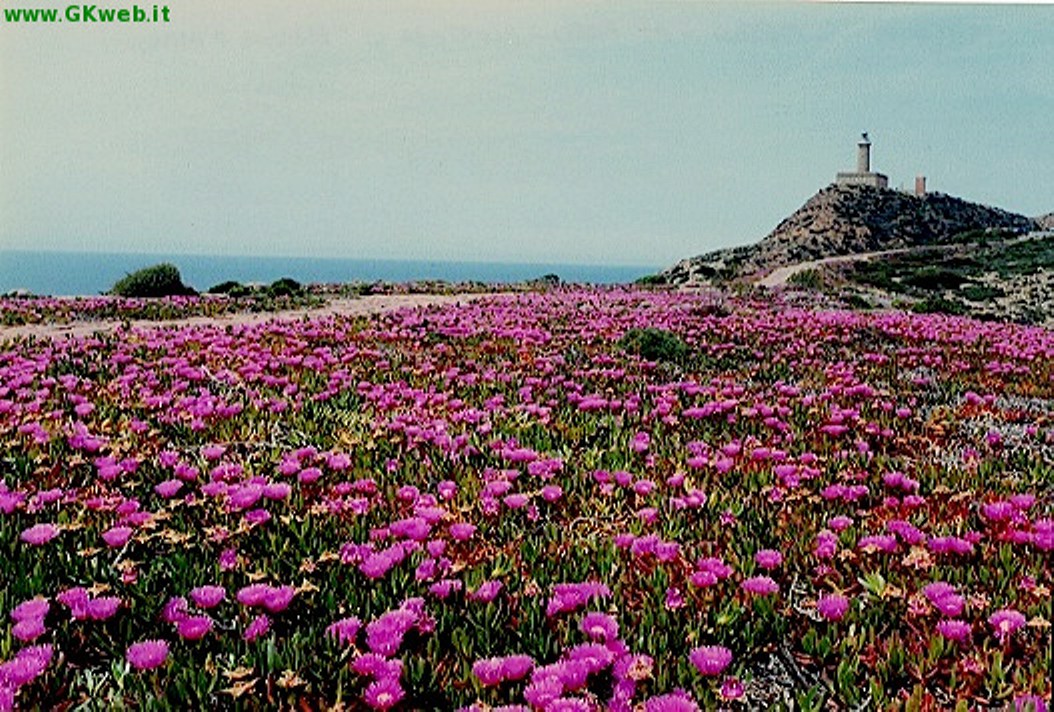 Carpobrotus acinaciformis / Fico degli Ottentotti comune