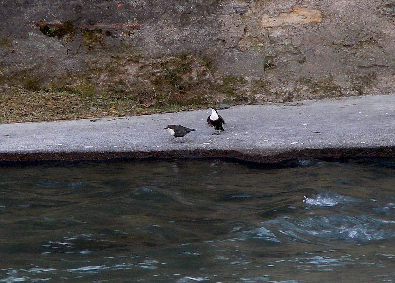 Merlo acquaiolo (coppia)