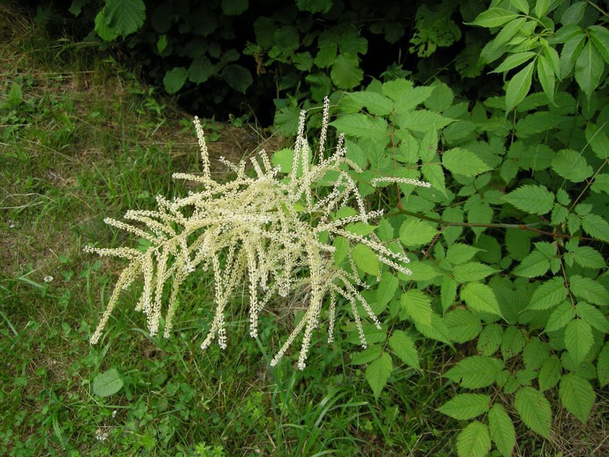 Aruncus dioicus / Barba di capra