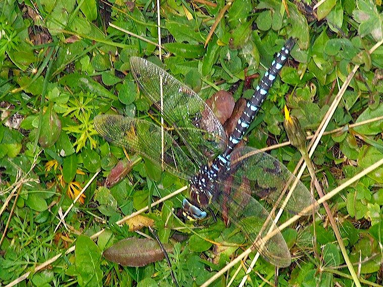 Libellula di grandi proporzioni: Aeshna juncea