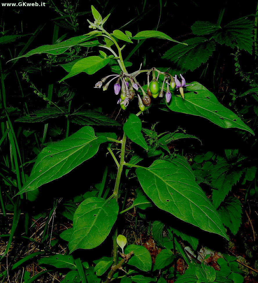 Solanum dulcamara