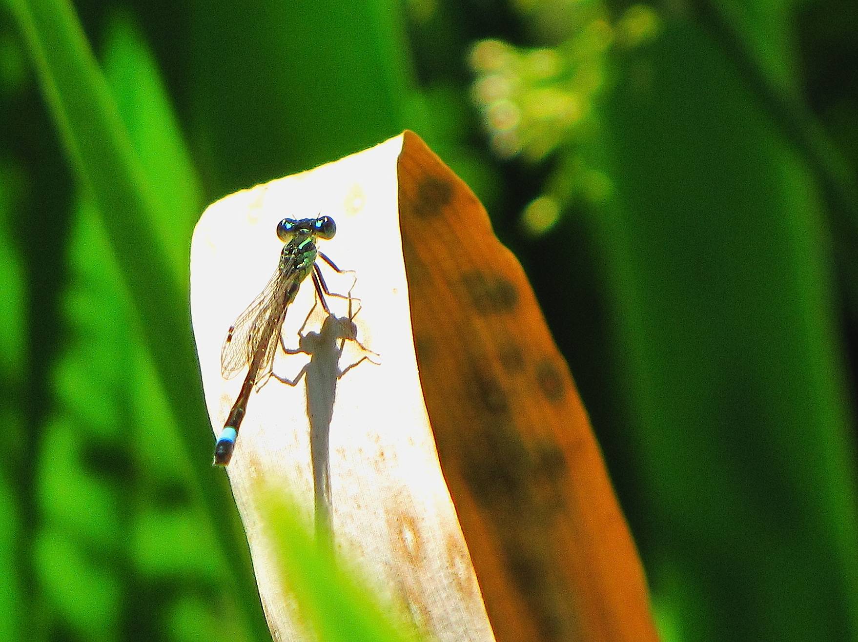 Ischnura elegans? - S