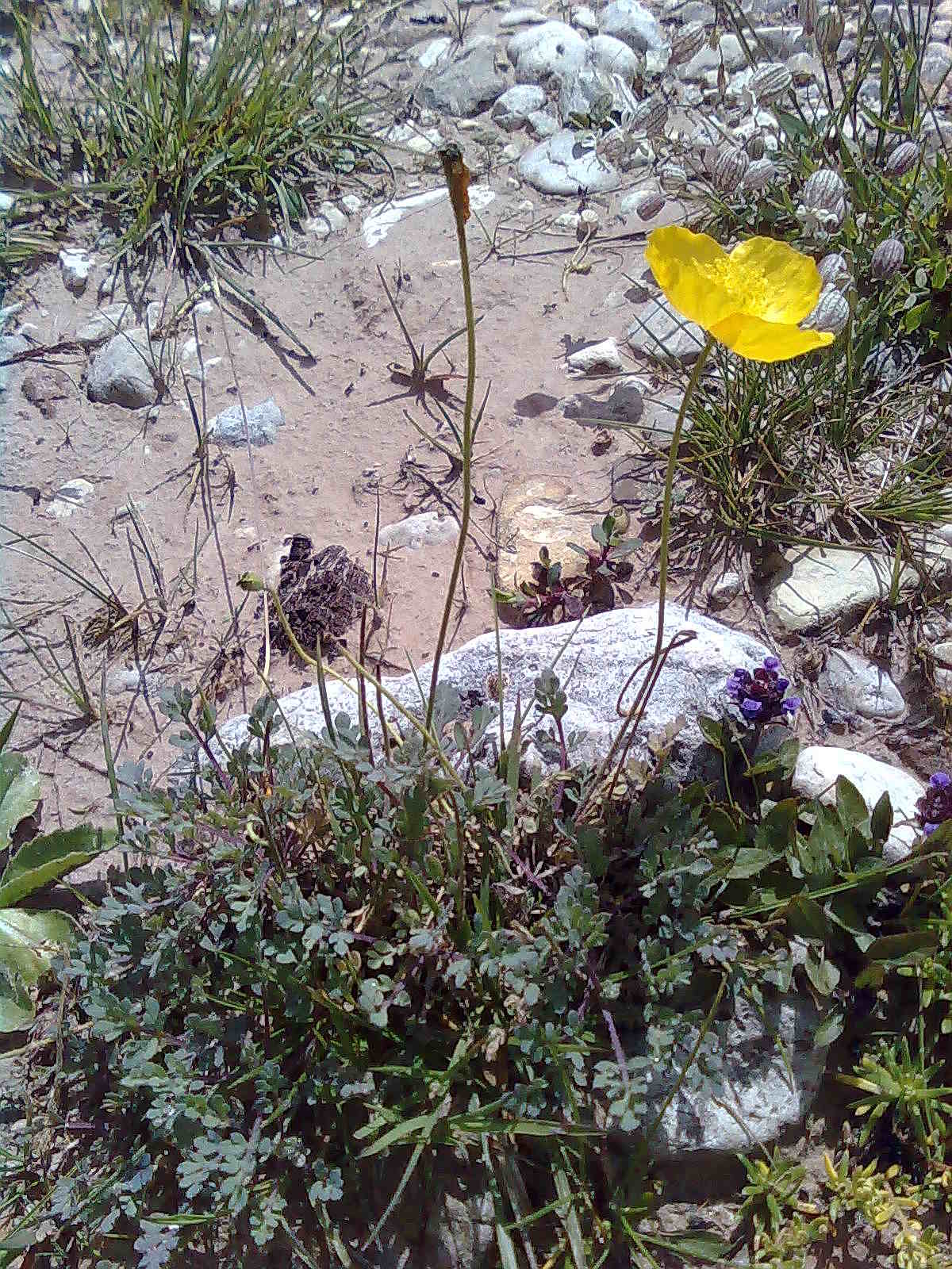 Papaver alpinum / Papavero alpino