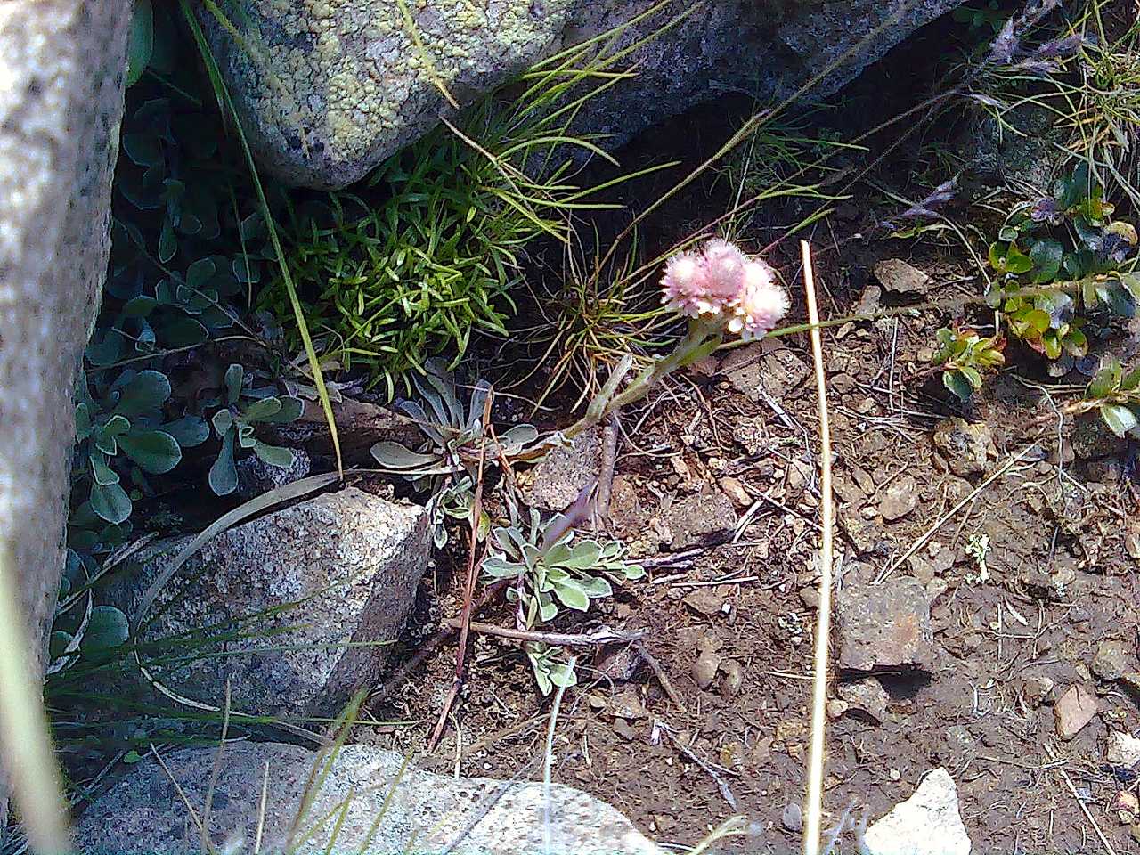 Antennaria dioica / Zampa di gatto