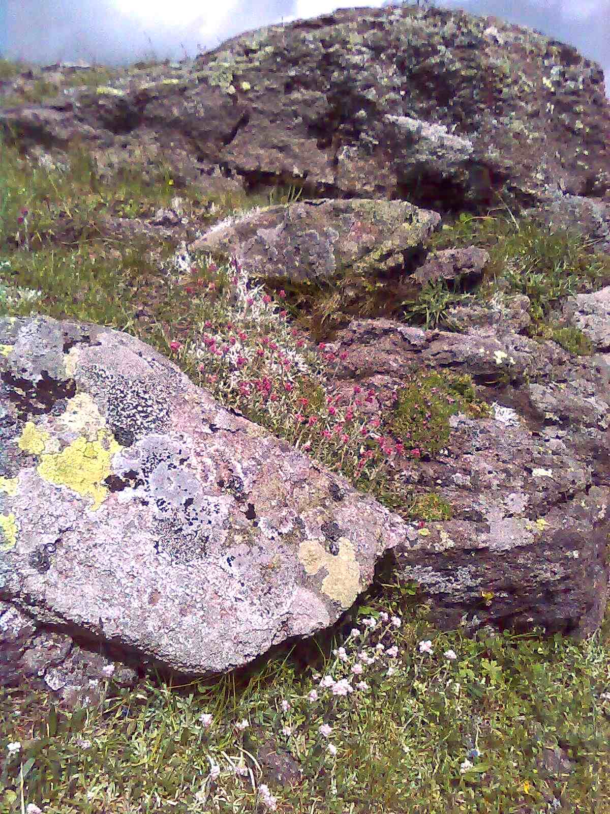 Antennaria dioica / Zampa di gatto