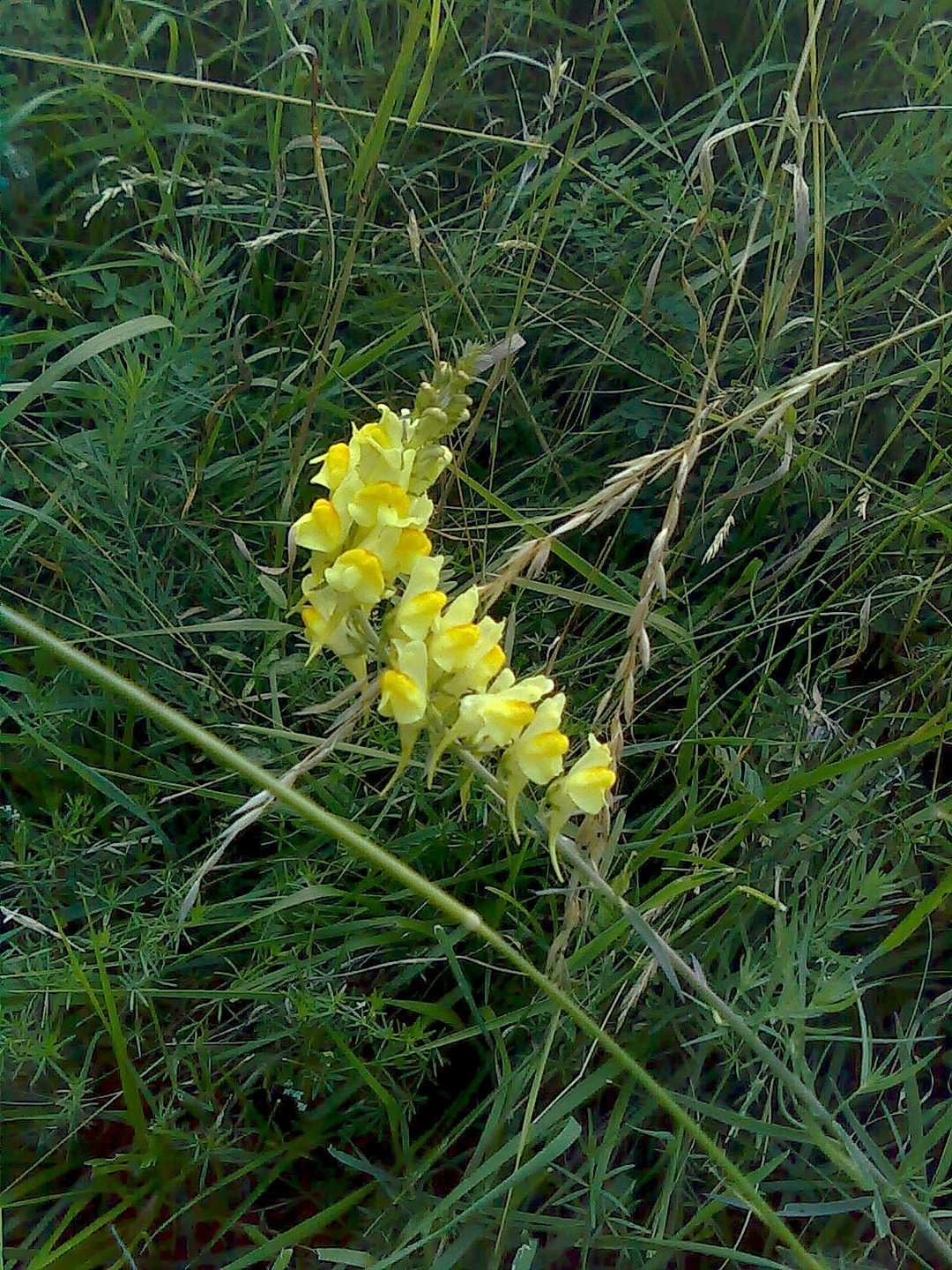 Linaria vulgaris / Linajola comune