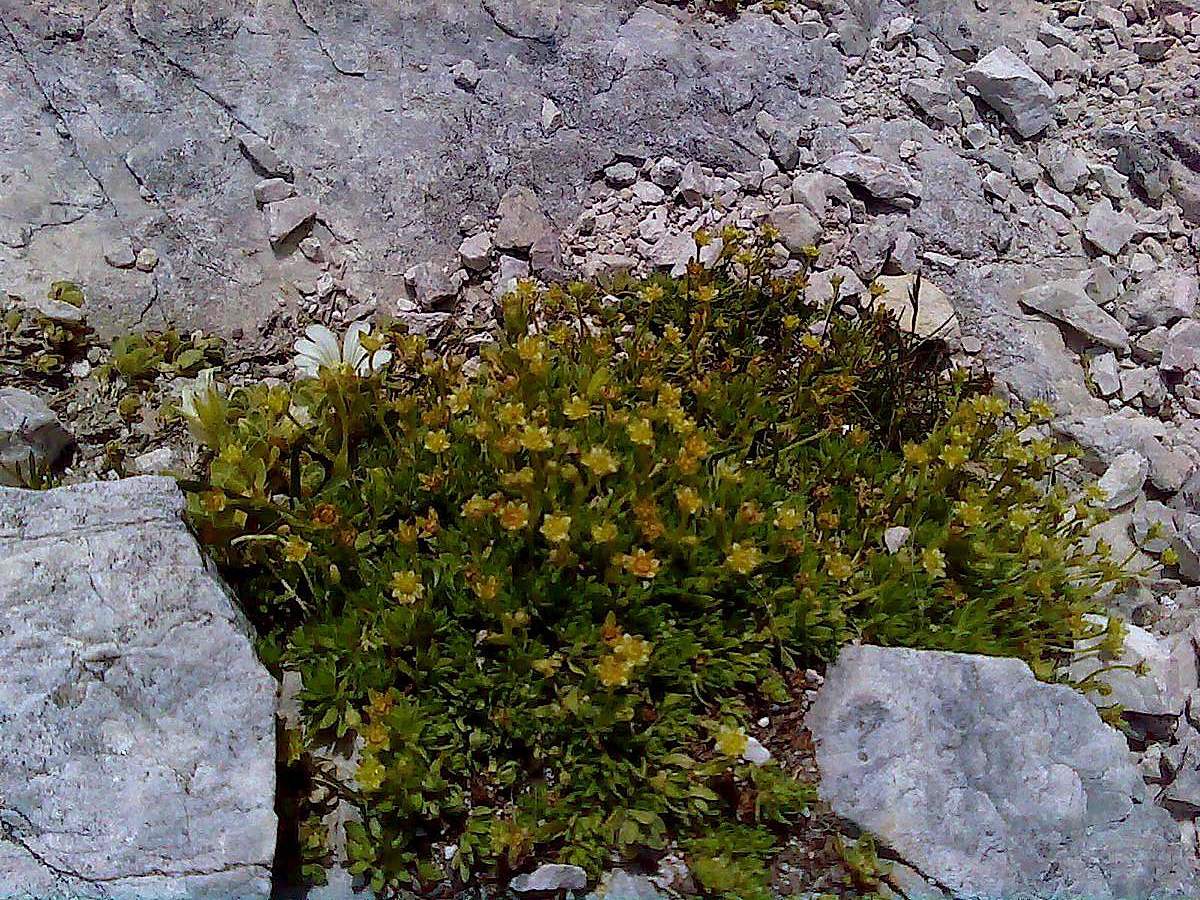 Armeria alpina / Spilli di dama (con Saxifraga ssp.)