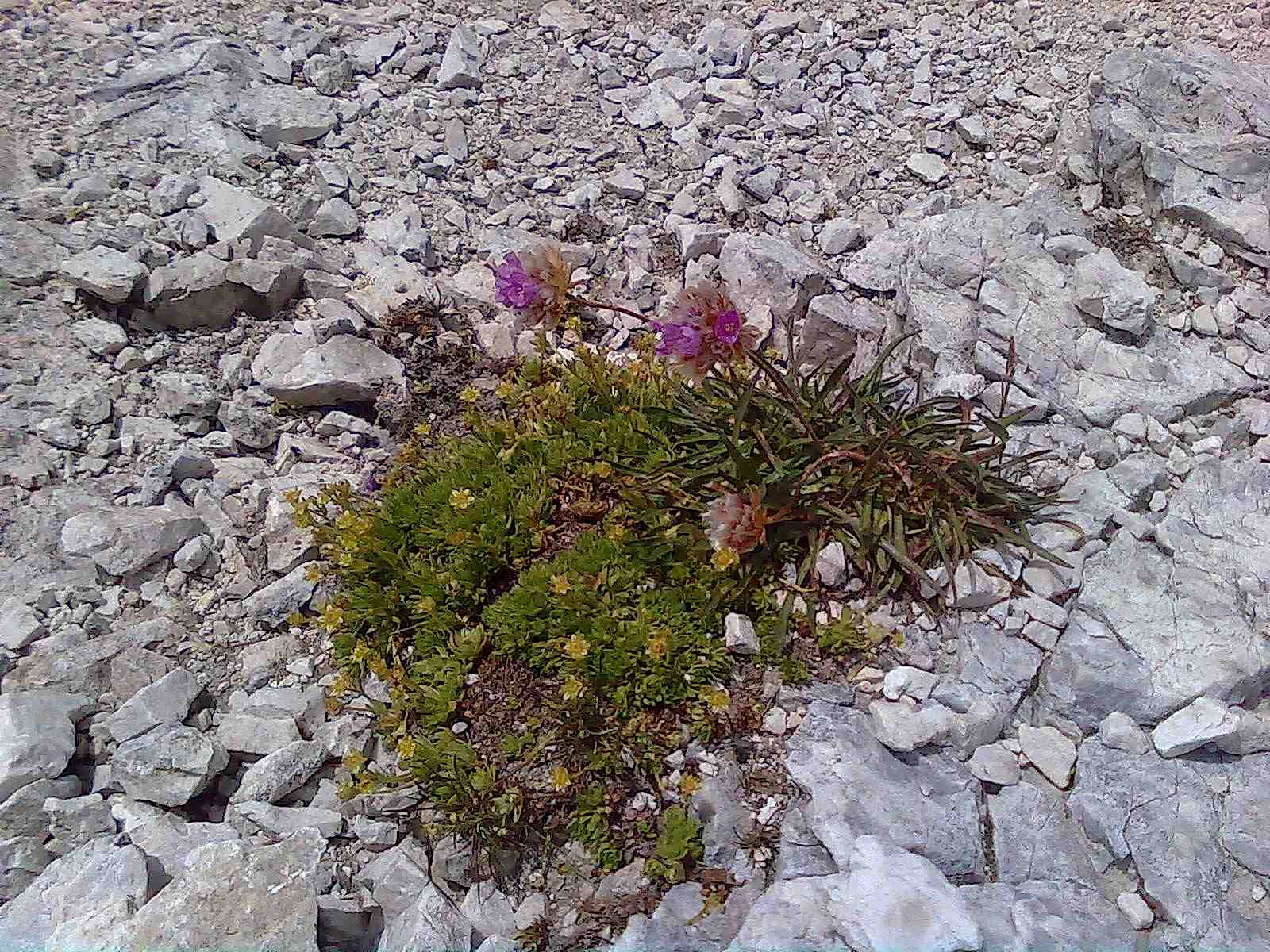 Armeria alpina / Spilli di dama (con Saxifraga ssp.)