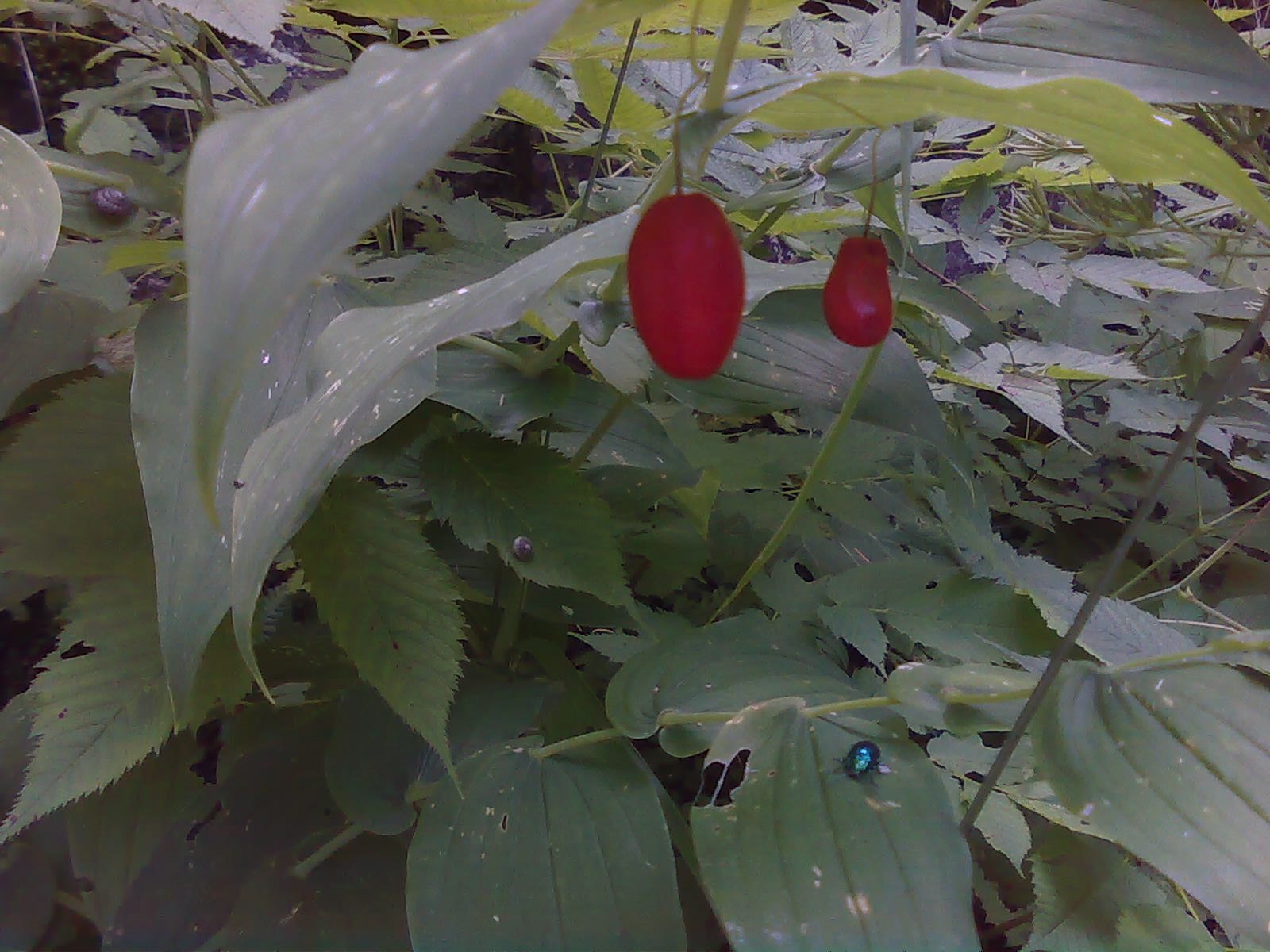 montana con frutti rossi oblunghi -Streptopus amplexifolius