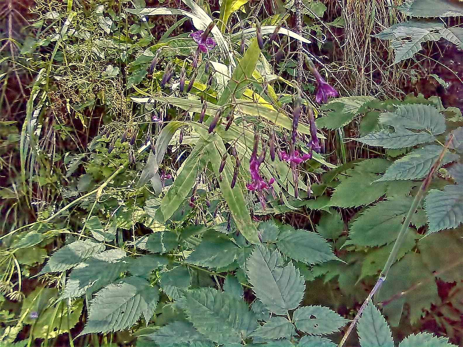 Lycium barbarum? no, Prenanthes purpurea