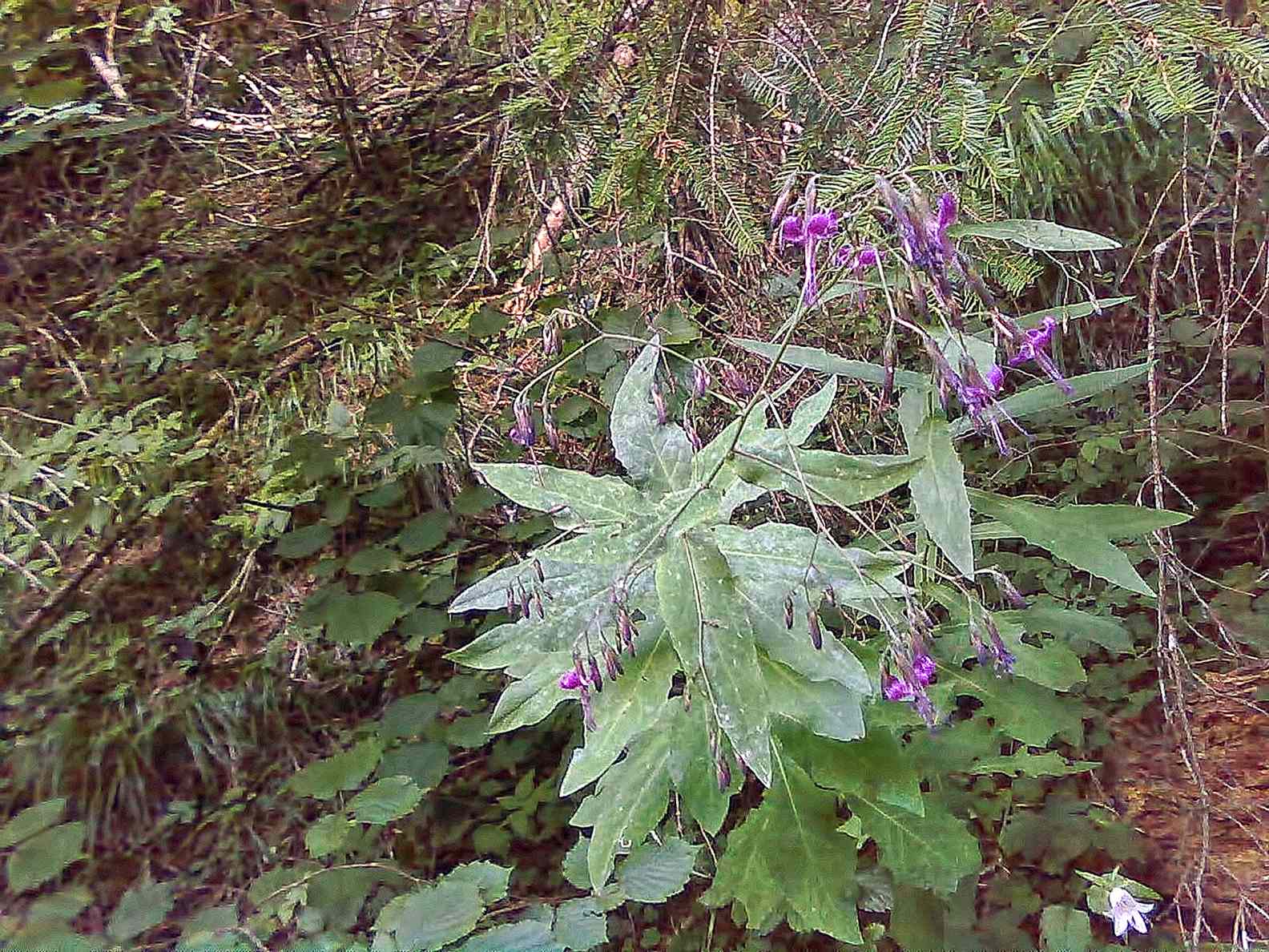 Lycium barbarum? no, Prenanthes purpurea