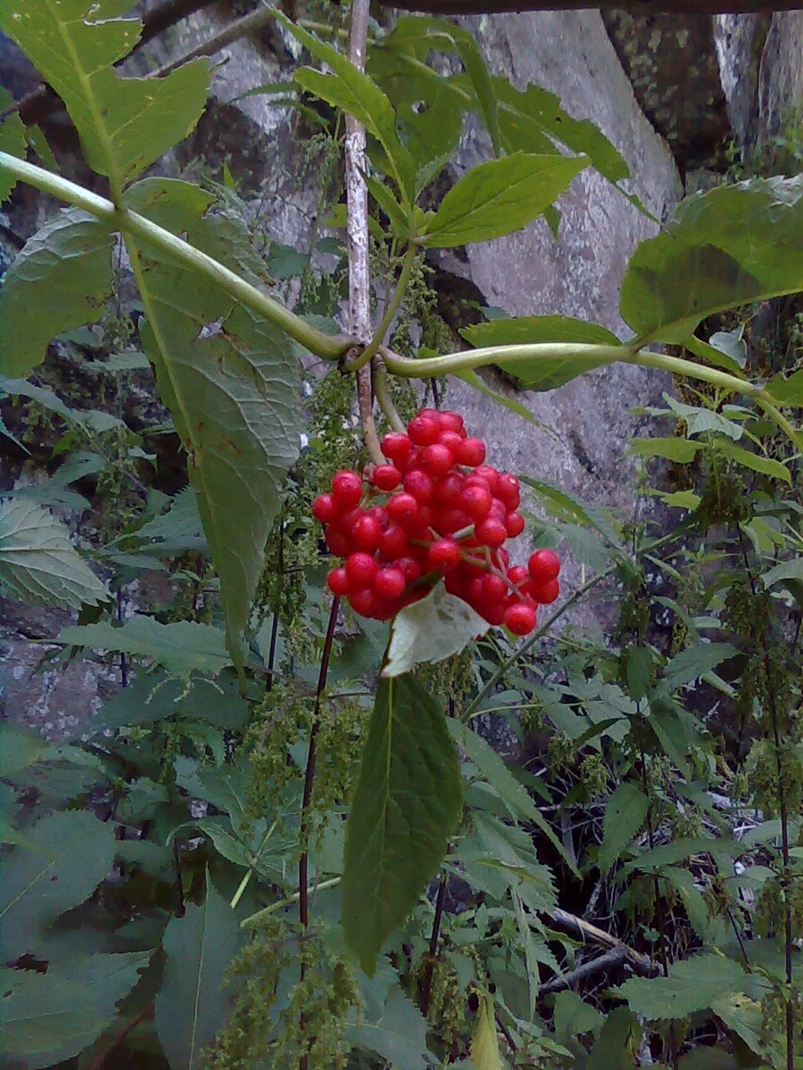 Sambucus racemosa