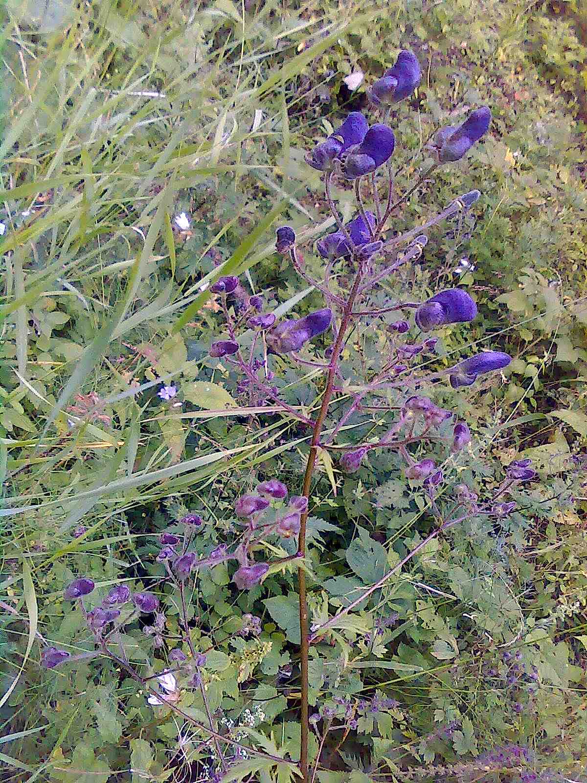 Aconitum degenii / Aconito di Degen