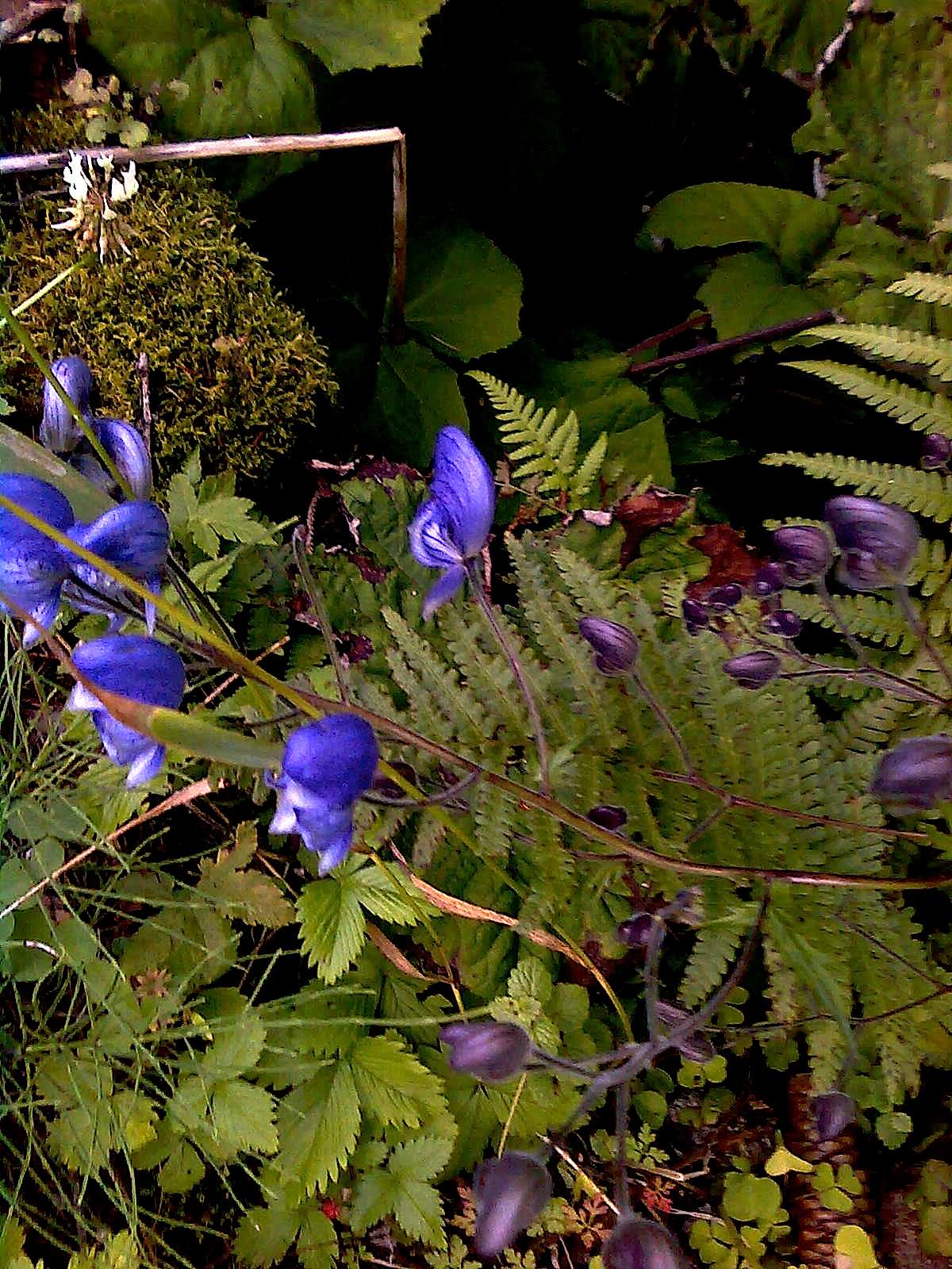 Aconitum degenii / Aconito di Degen