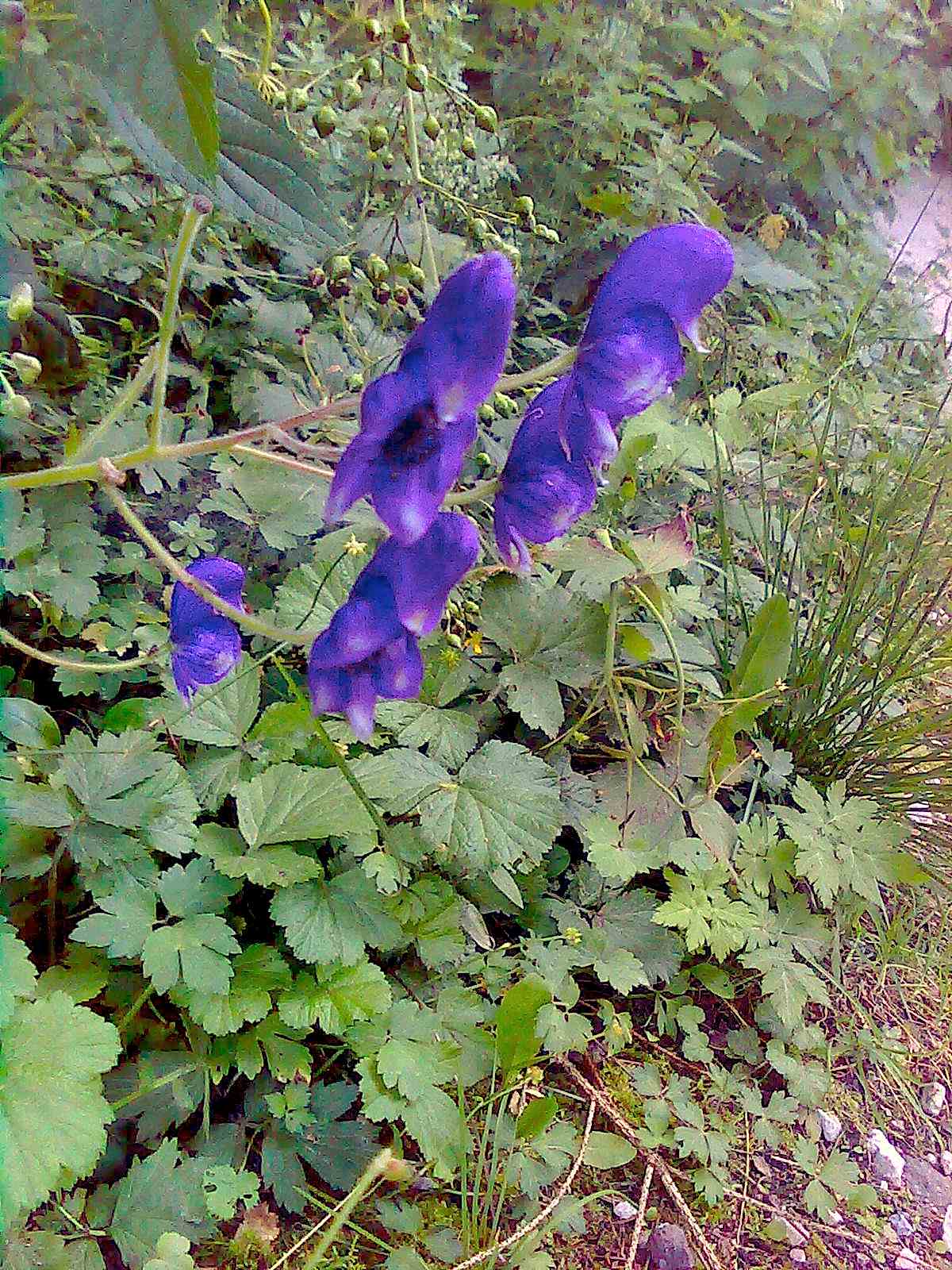 Aconitum degenii / Aconito di Degen