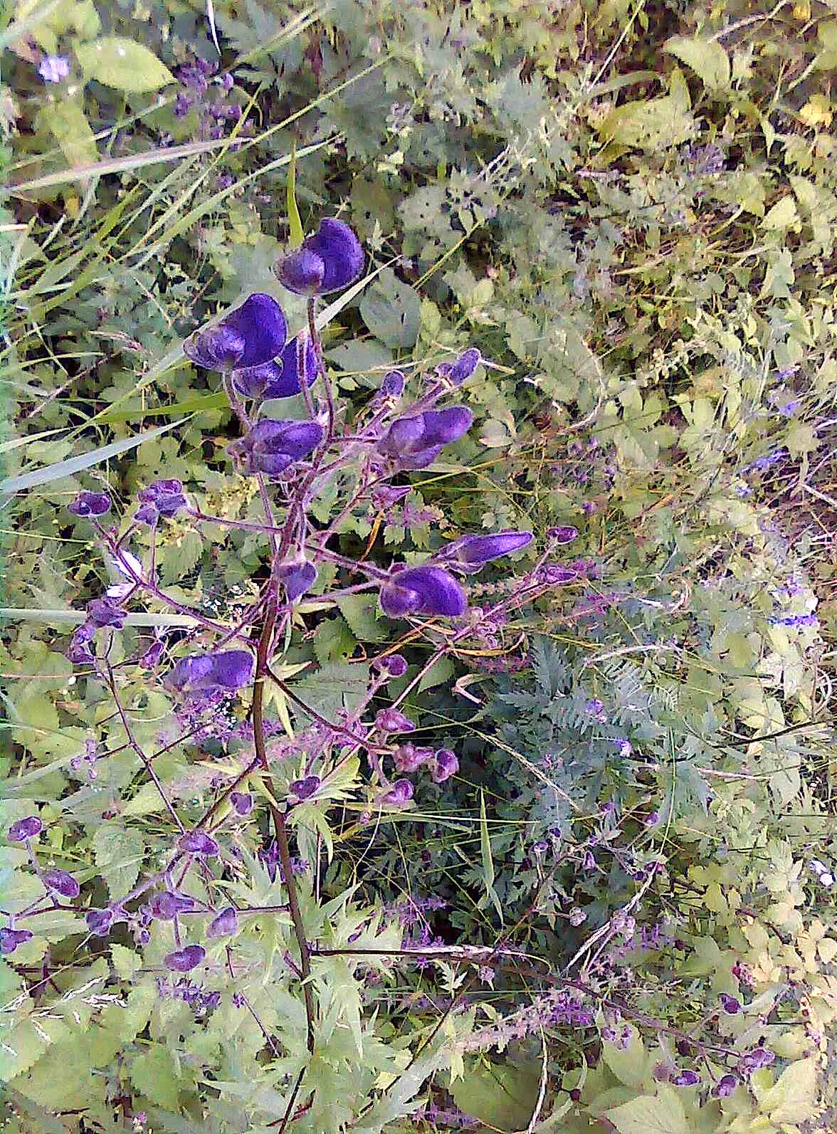 Aconitum degenii / Aconito di Degen