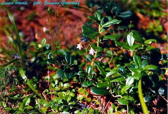 Linnaea borealis / Linnea