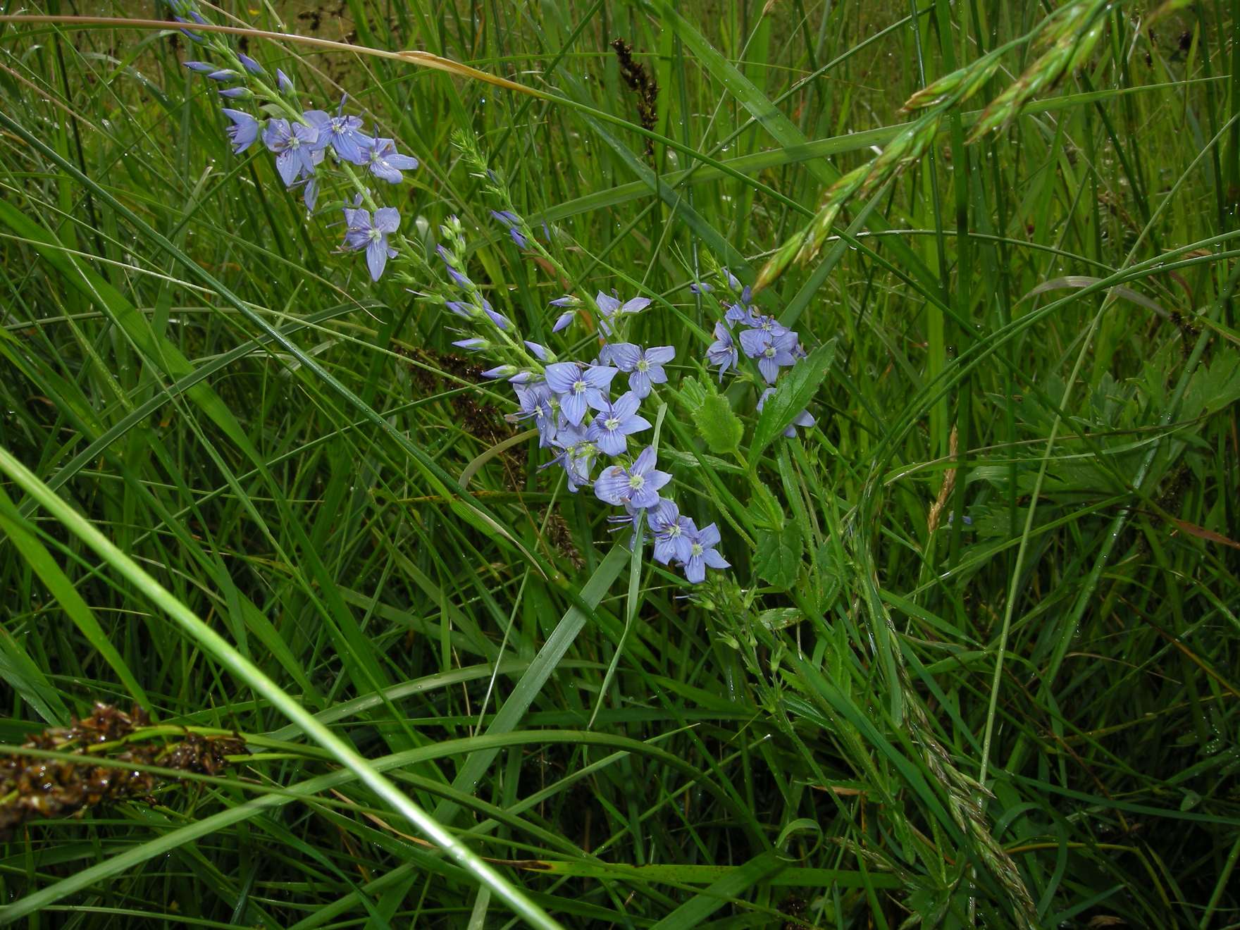 Veronica a spiga - Veronica austriaca