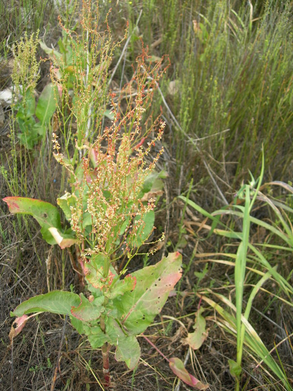 Rumex sp.