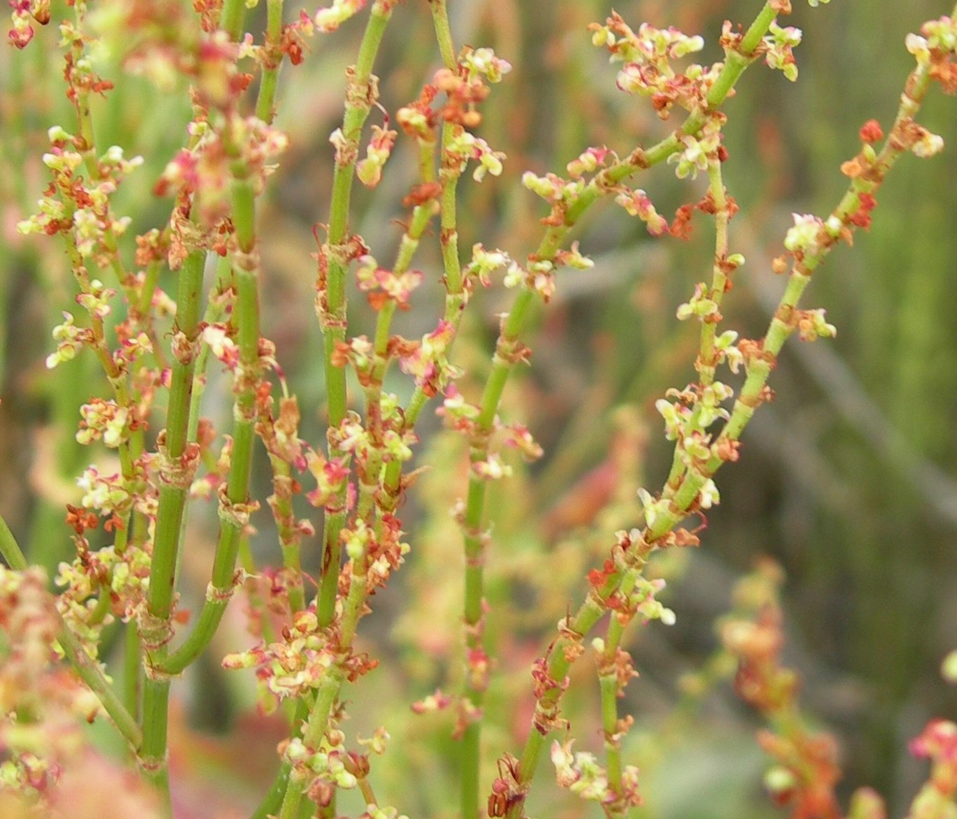 Rumex sp.