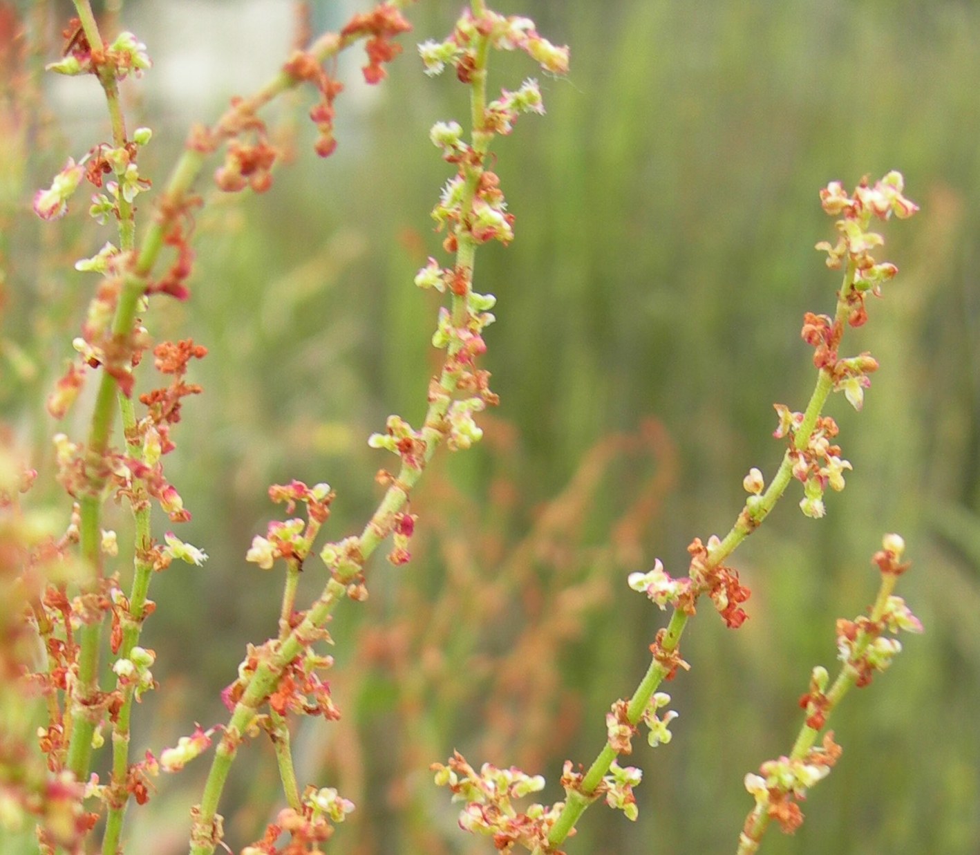 Rumex sp.