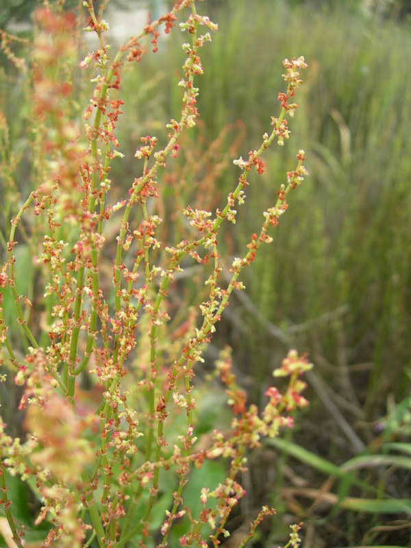 Rumex sp.