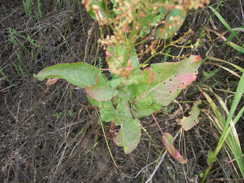 Rumex sp.