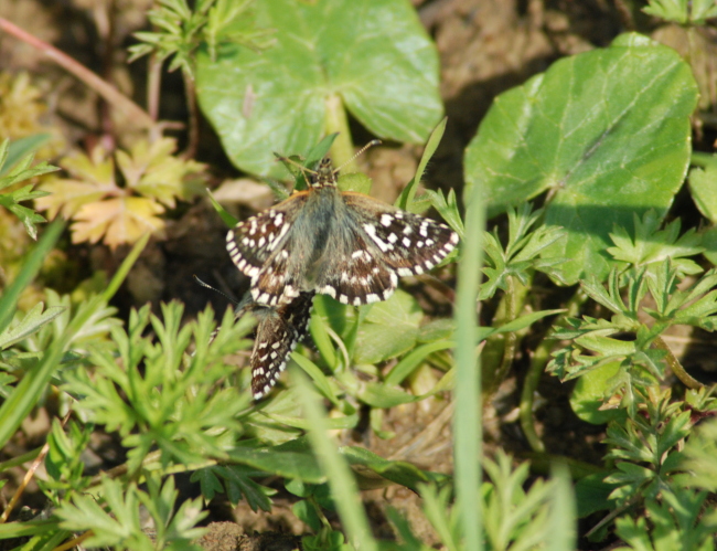 Presunto Pyrgus sp.