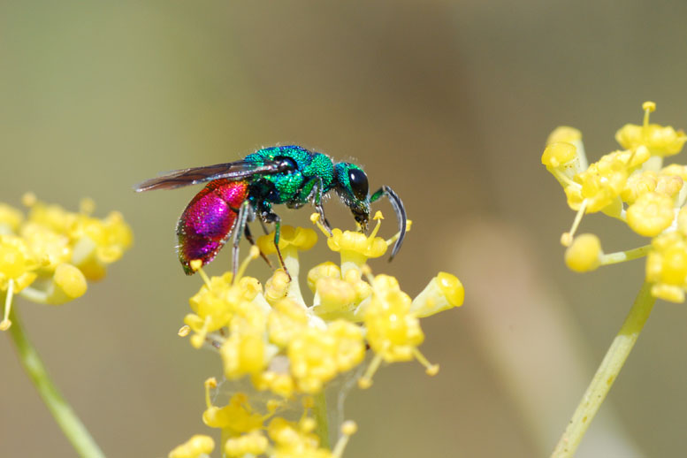 Chrysididae: probabile Chrysura refulgens