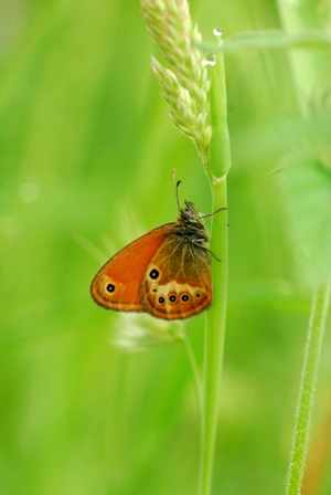 Quale Coenonympha?