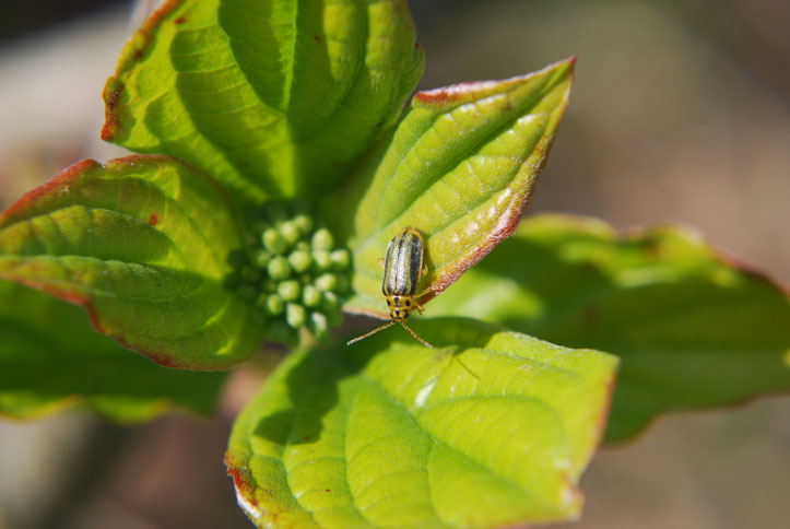 aiuto crisomelidi (comuni) da id