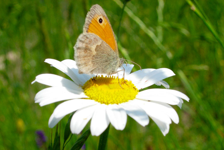 Coenonympha pamphilus ?