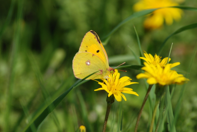 altra colias