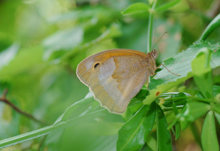 Maniola jurtina (femmina)