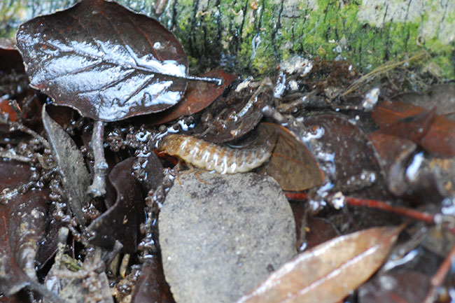 Coleottero acquatico: dytiscidae?