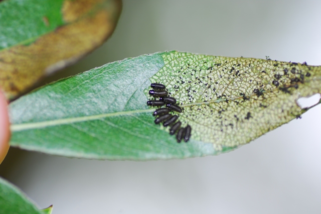 Minuscole larve su salix: sono coleotteri?