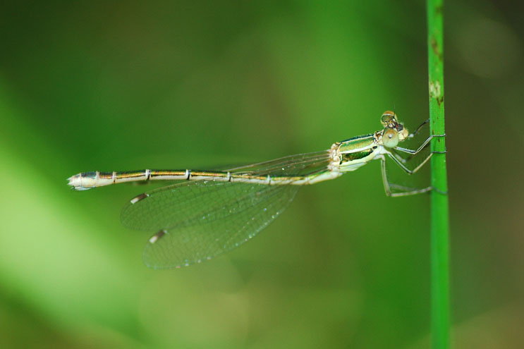 Lestes (credo) da identificare - Lestes barbarus