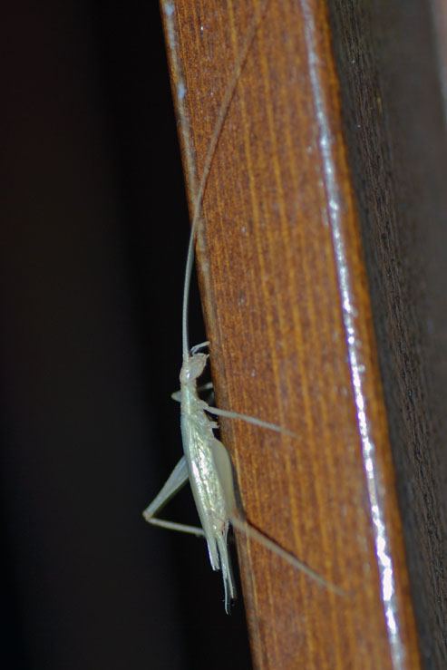 Oecanthidae: Oecanthus pellucens