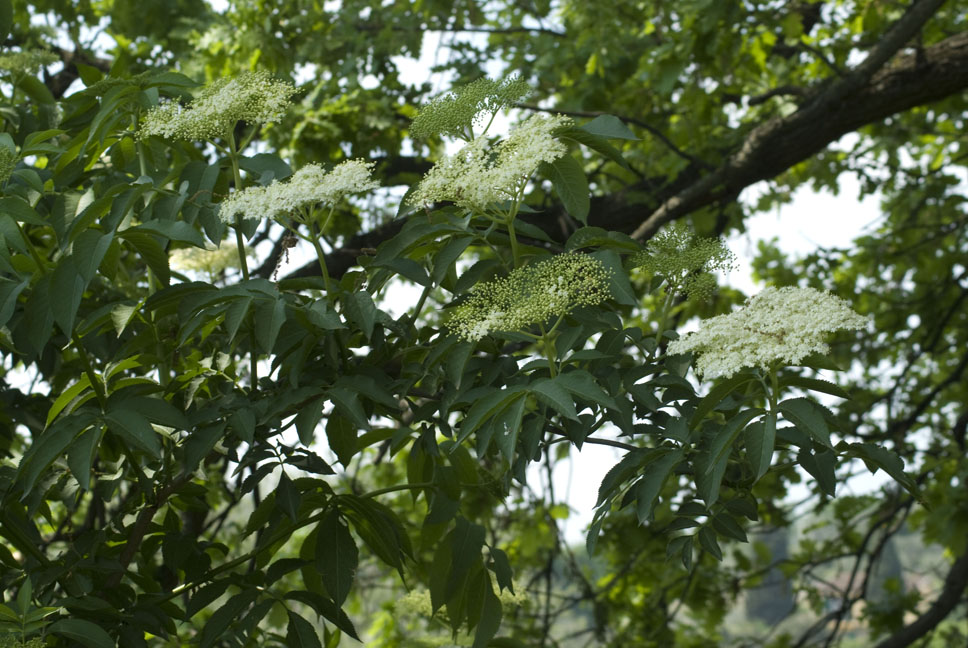 Sambucus nigra