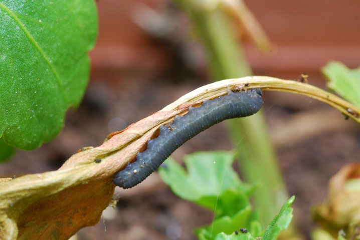 larva di Tenthredinidae: Ametastegia pallipes su viole