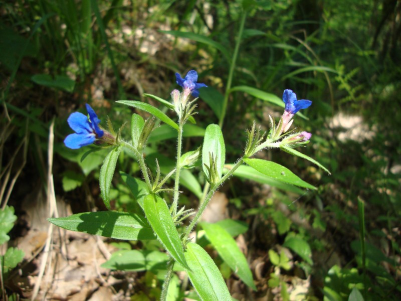 Buglossoides purpureocerulea