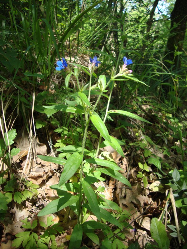 Buglossoides purpureocerulea